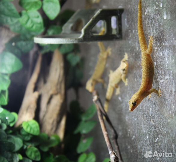 Траурный геккон, лугубрис