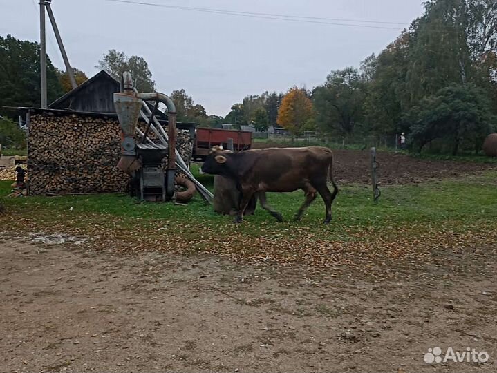 Продам коров