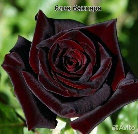 Кустовые розы саженцы