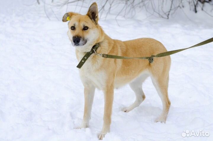 Линда- ласковая собака в хорошие руки
