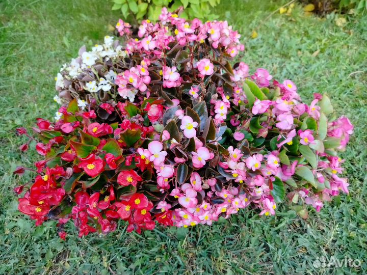 Бегония вечноцветущая