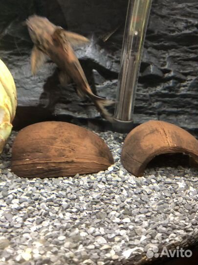 Сом перевёртыш Синодонтис