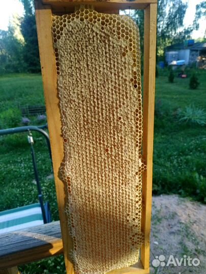 Сотовый мед