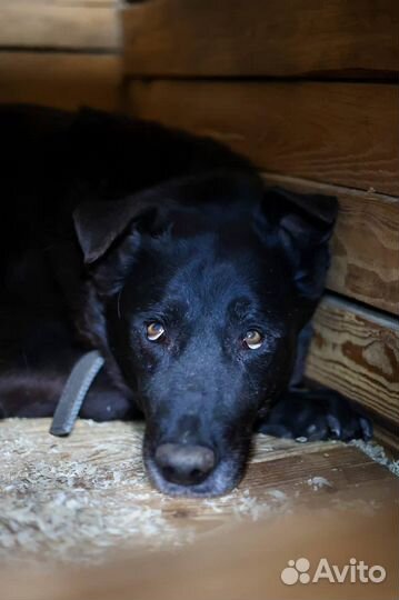 Собака Пентагон из приюта Некрасовка