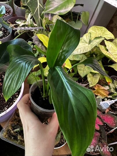 Цветы комнатные