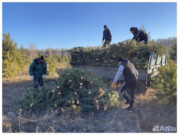 Сосна Новогодняя