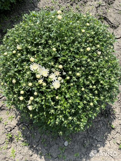 Хризантема мультифлора