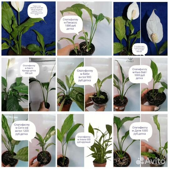 Спатифиллум