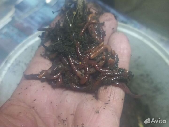 Червь Старатель