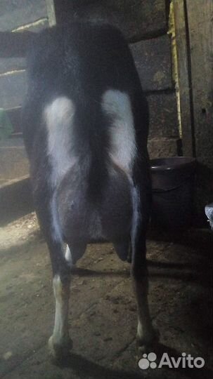 Продам козье молоко