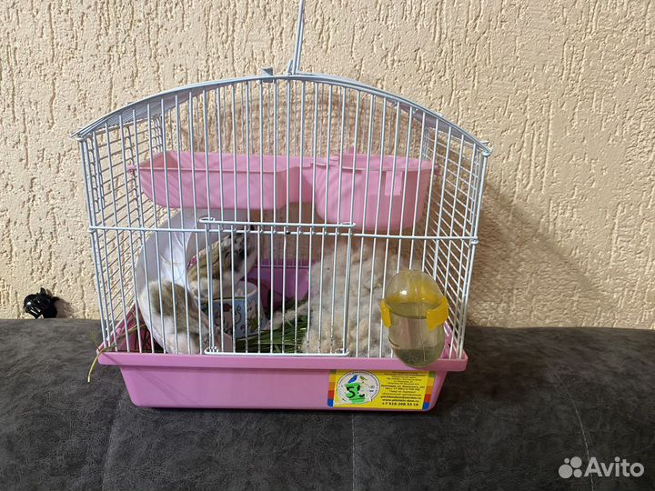 Джунгарские хомяки с клеткой