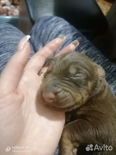 Продаются девочки добермана