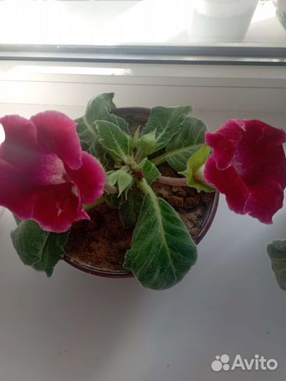 Глоксиния цветущая