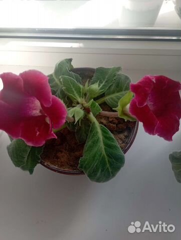 Глоксиния цветущая