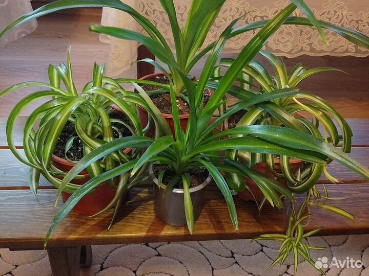 Хлорофитум