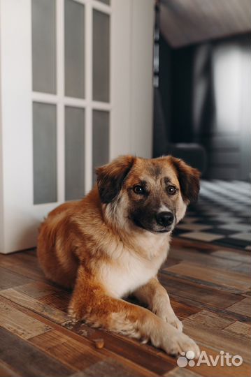 Собака в добрые руки