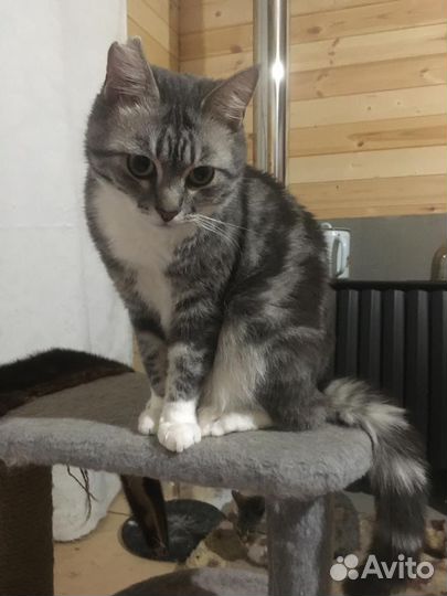 Бориска Барбариска