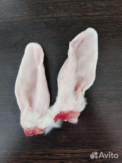 Кроличьи уши