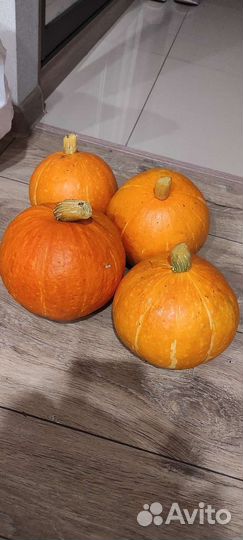 Тыква молодая деревенская