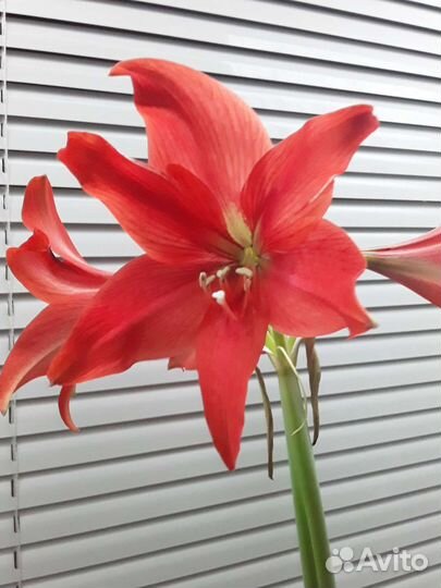 Гиппиаструм