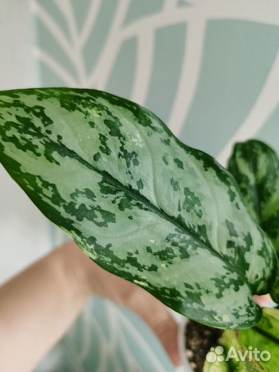 Аглаонема Бангкок дрим вариегатная