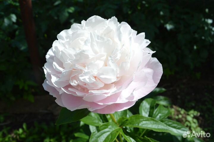 Пионы сортовые