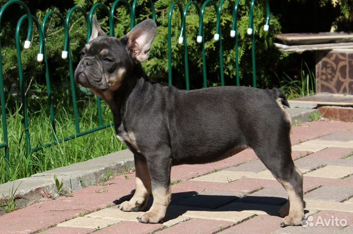 Собака бронь до субботы