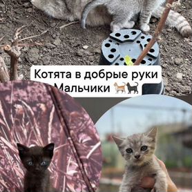 Котята в добрые руки бесплатно мальчик