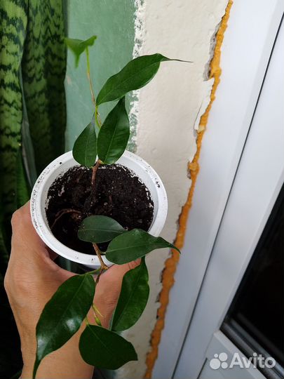 Фикус бенджамина экзотика