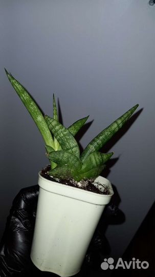 Сансевиерия Boncellensis