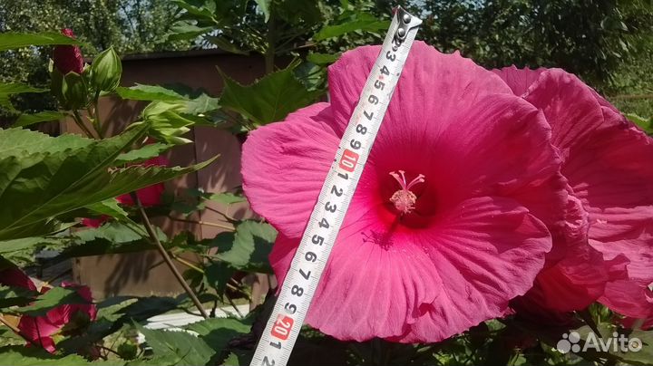 Гибискус травянистый малиновый, сорт 