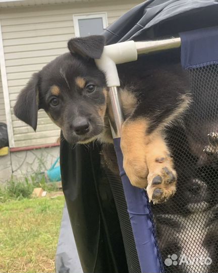 Милые щеночки 2 мес в дар с доставкой