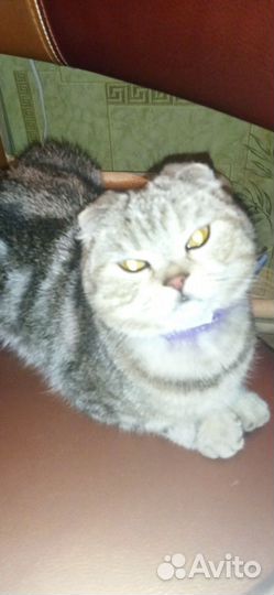 Шотландская вислоухая кошка