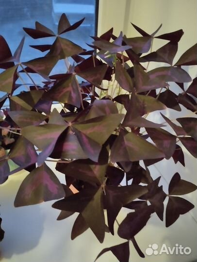 Комнатные растения цветы