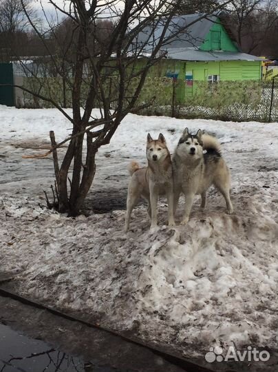 Кинолог. Передержка. Передержка с Воспитанием