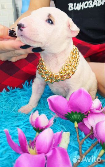 Стандартные девочки бультерьера, доставка