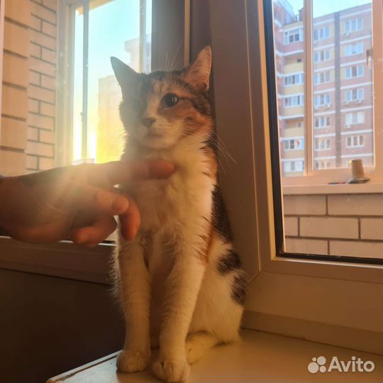 Кошечка в добрые руки