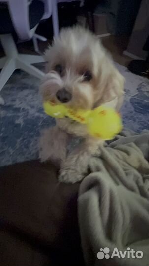 Передержка для собак