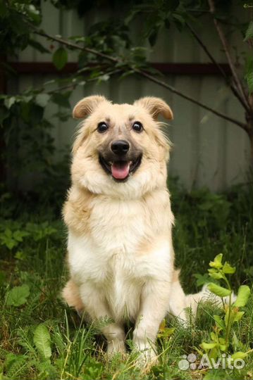 Небольшая, славная Рика ищет дом в добрые руки