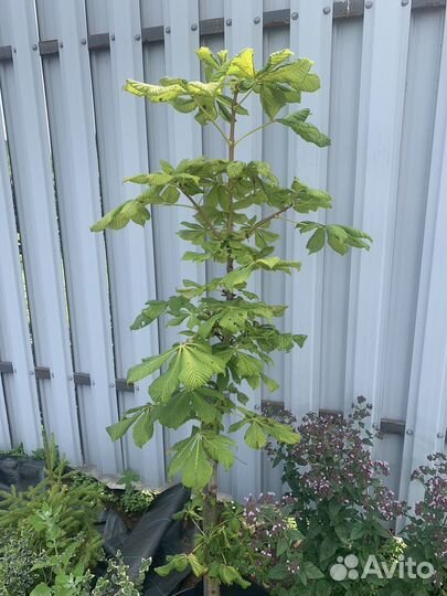 Саженец каштана