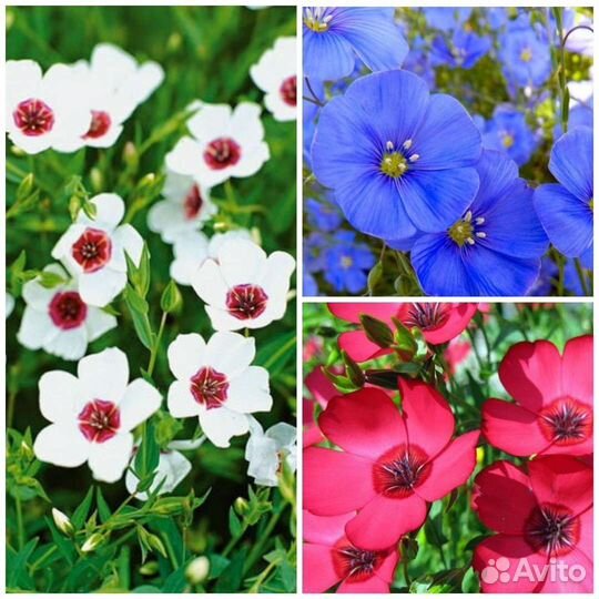 Семена растений для мавританского газона