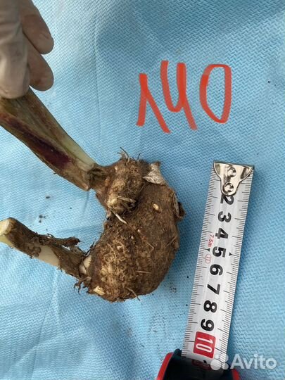 Клубни каллы