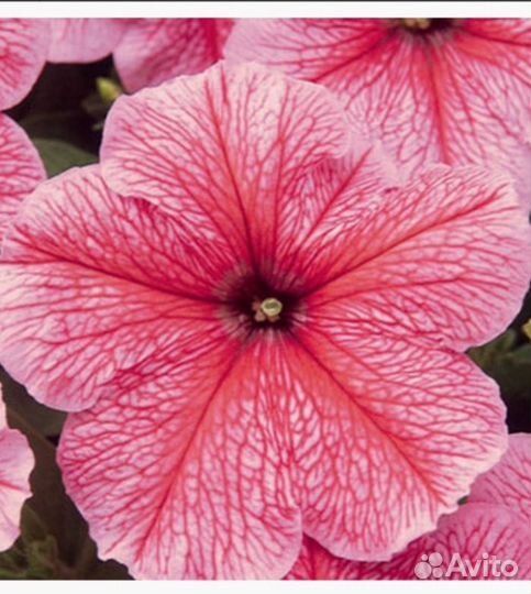 Петуния сортовая рассада в 0.5л