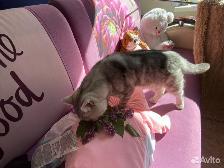 Диван бу
