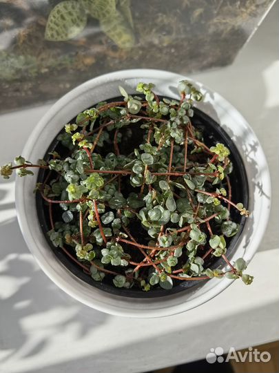 Пилея Ливанская