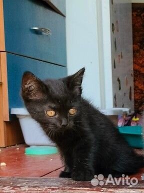 Черный котенок от вислоухой кошки