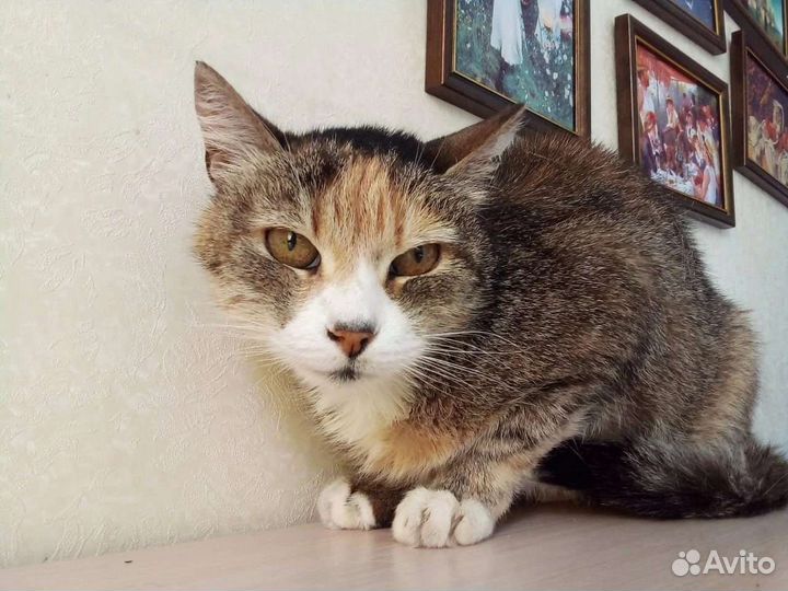 Кошка в дар