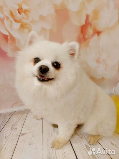 Груминг стрижка собак мелких пород