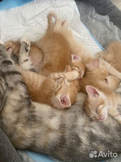 Отдам котят в добрые руки, даром