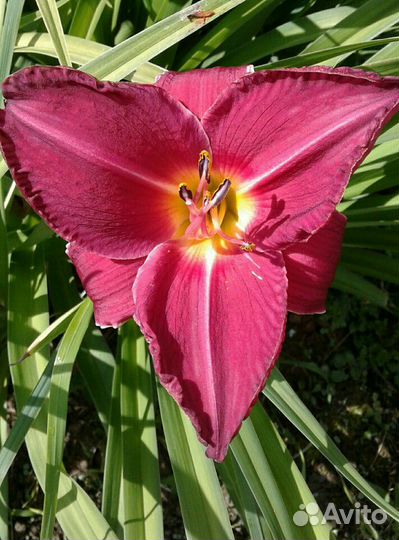 Многолетники из собственного сада 1